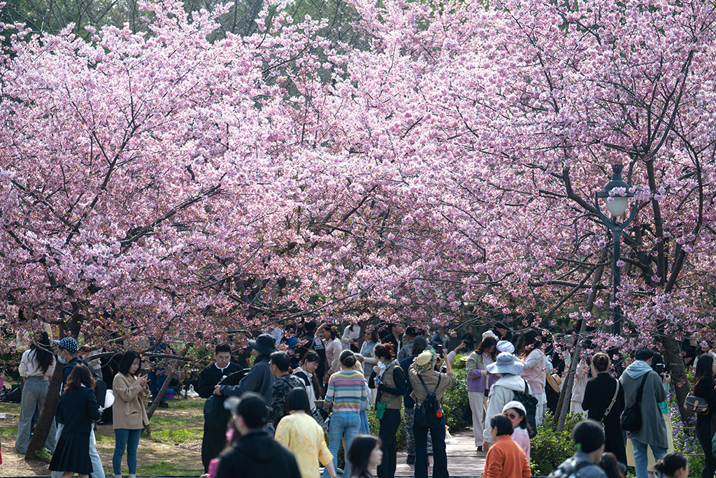 湖北武漢：早櫻盛開醉游人【8】