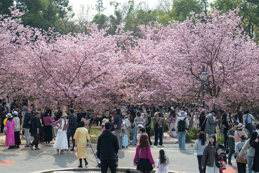 湖北武漢：早櫻盛開醉游人【9】