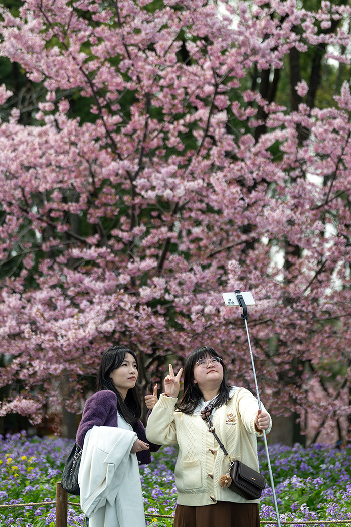 湖北武漢：早櫻盛開醉游人【11】