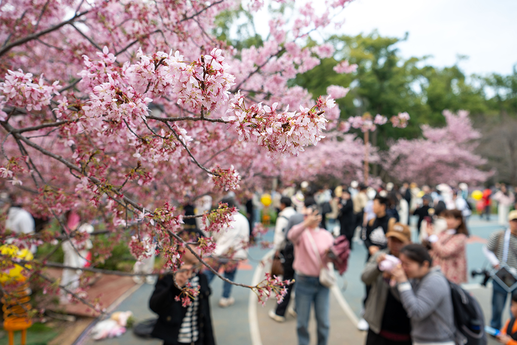 湖北武漢：早櫻盛開醉游人【12】