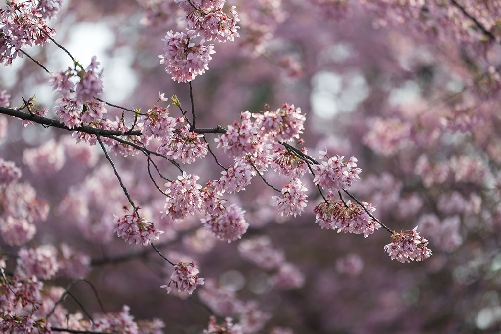 湖北武漢：早櫻盛開醉游人【13】