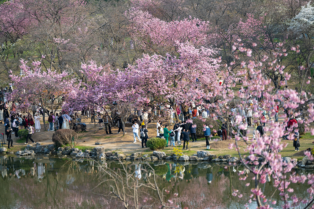 湖北武漢：早櫻盛開醉游人【14】