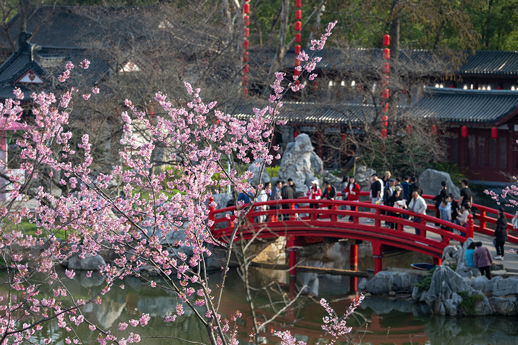湖北武漢：早櫻盛開醉游人【15】