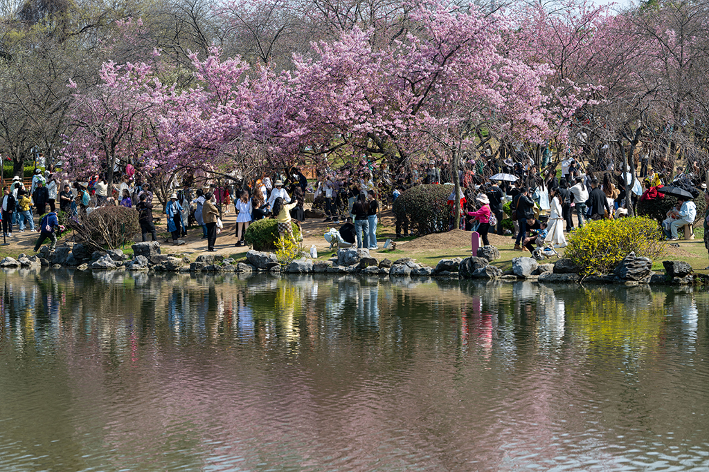 湖北武漢：早櫻盛開醉游人【18】
