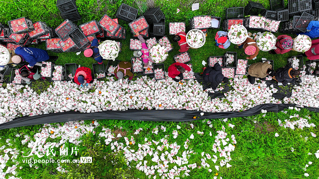 四川閬中：春見柑橘喜豐收【3】