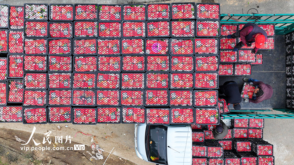 四川閬中：春見柑橘喜豐收【4】