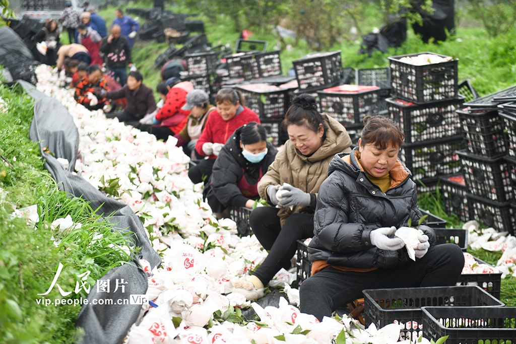 四川閬中：春見柑橘喜豐收【2】