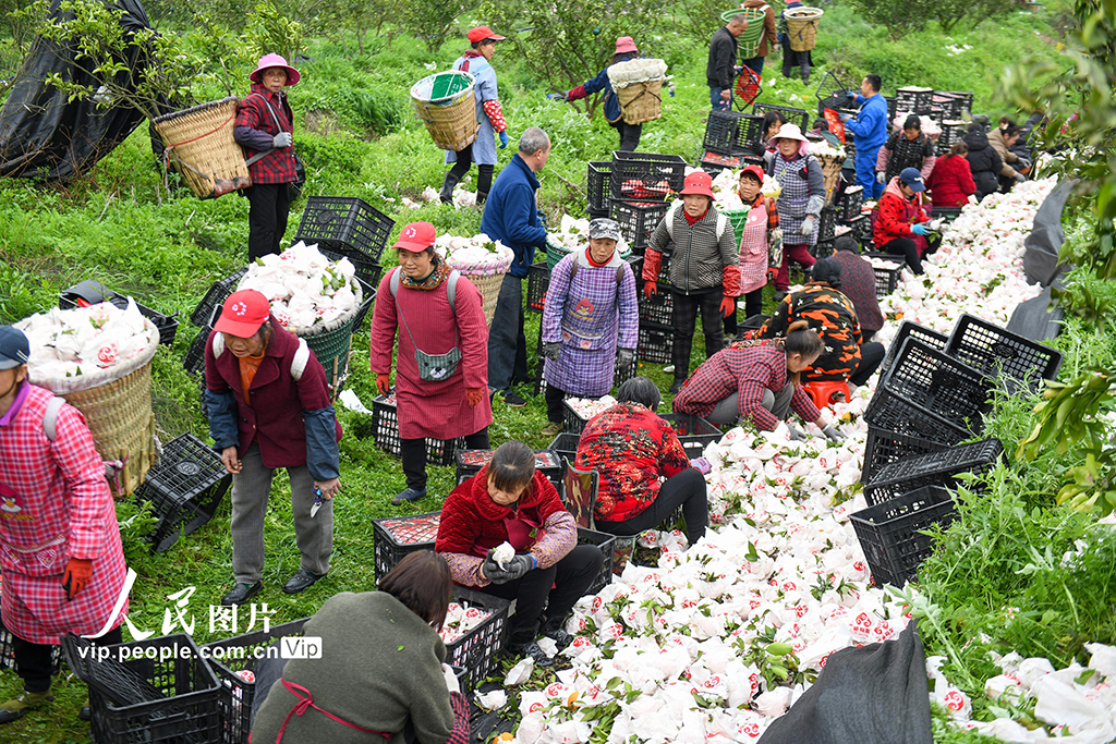 四川閬中：春見柑橘喜豐收