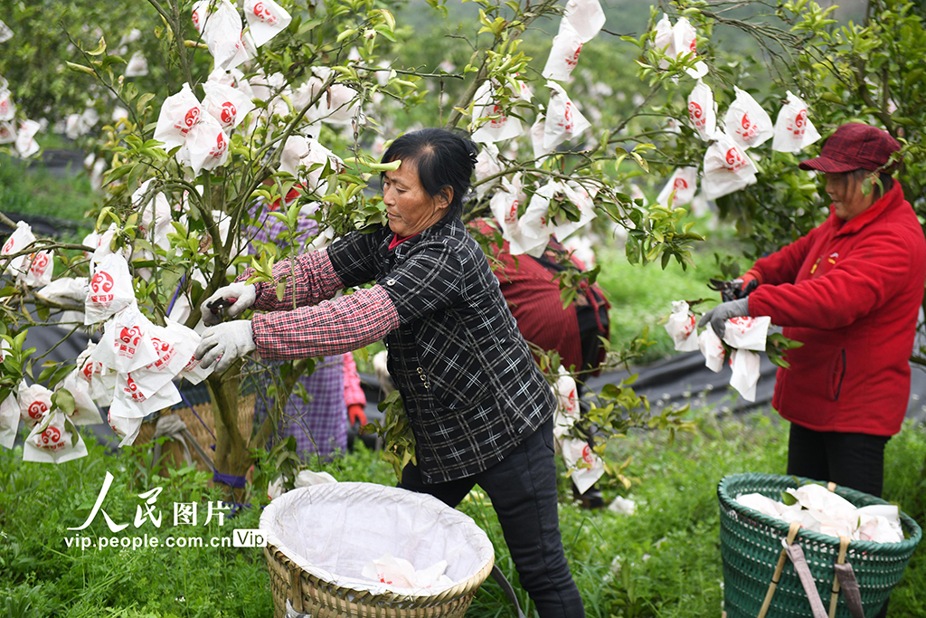 四川閬中：春見柑橘喜豐收【6】