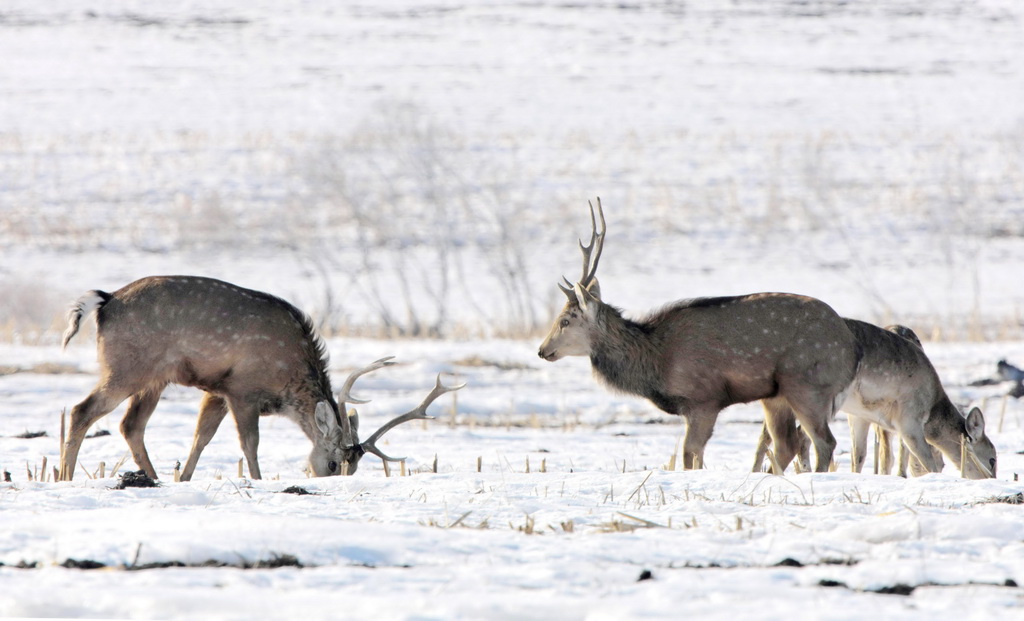 野生梅花鹿踏雪尋春
