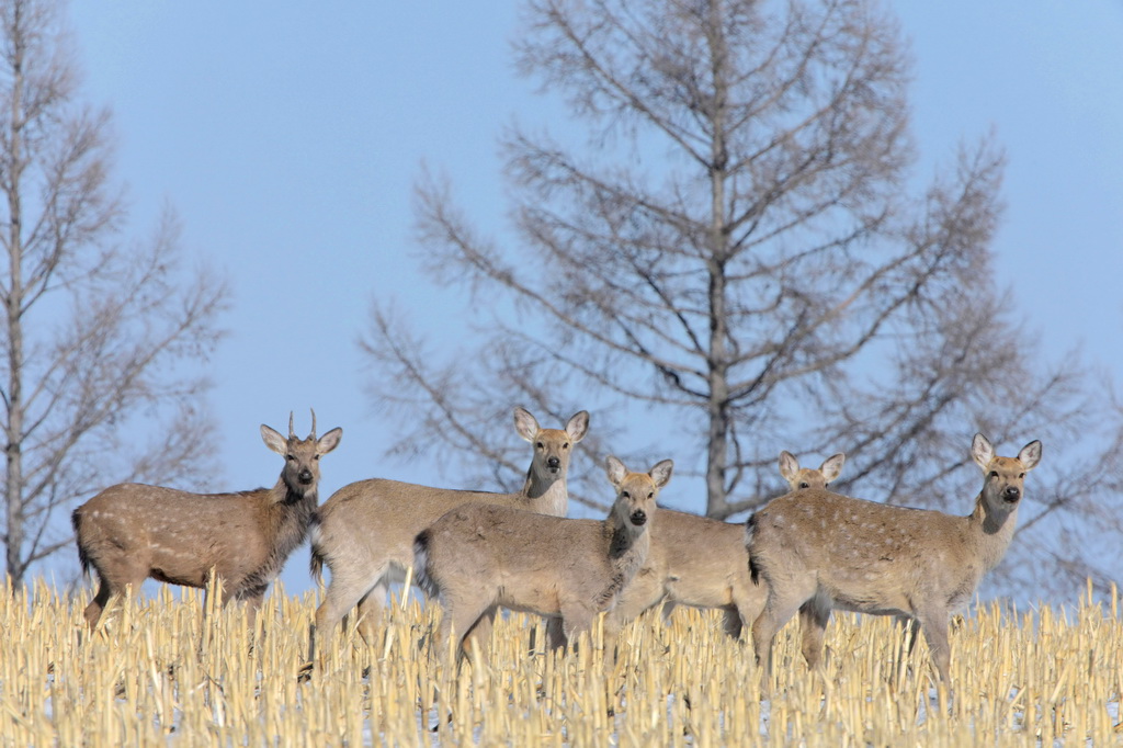 3月18日，野生梅花鹿在黑龍江仙洞山梅花鹿國家級自然保護區田間瞭望。