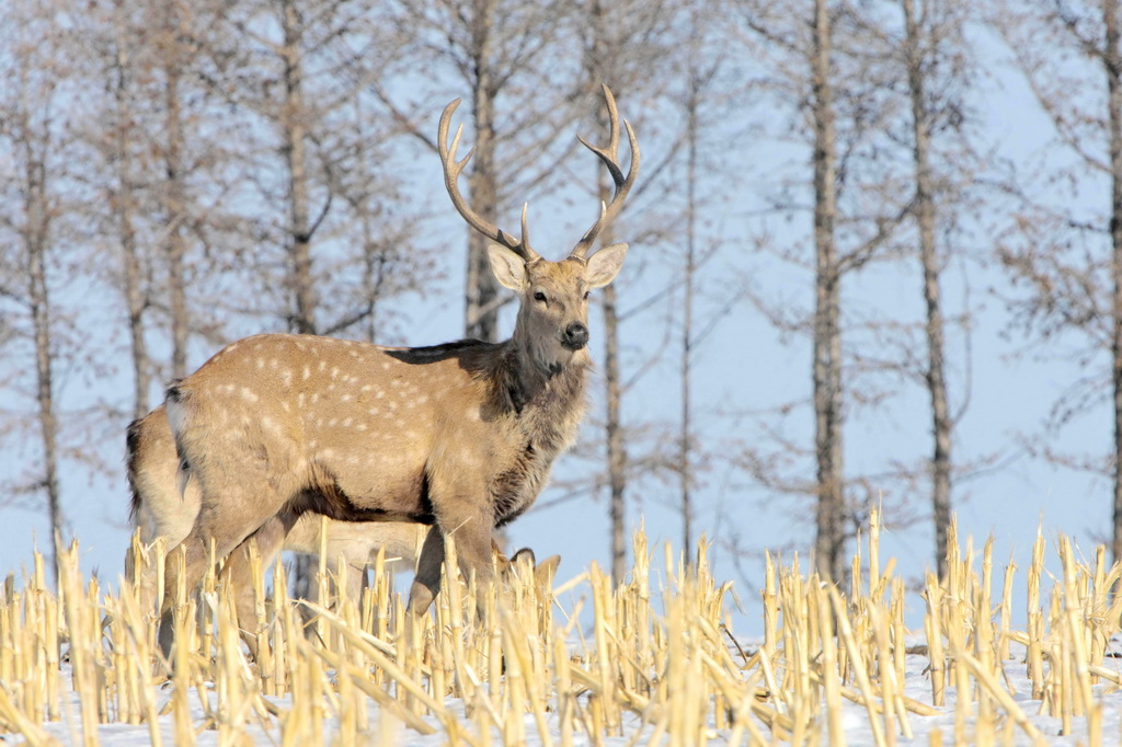 3月18日，一只雄性野生梅花鹿在黑龍江仙洞山梅花鹿國家級自然保護區田間瞭望。