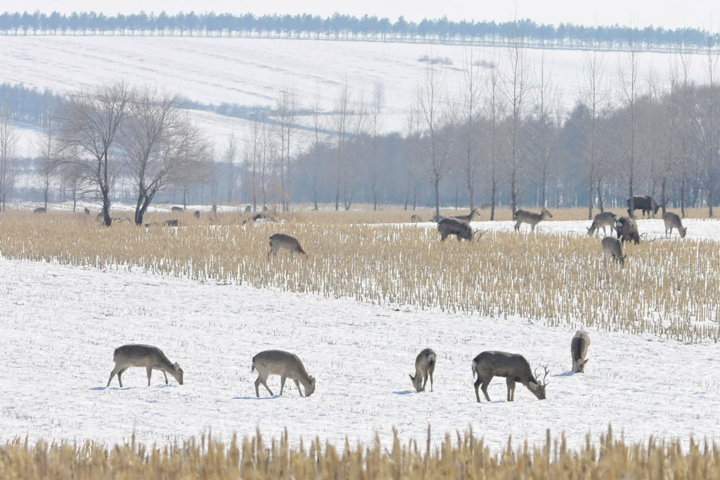 3月18日，野生梅花鹿群在黑龍江仙洞山梅花鹿國家級自然保護區田間覓食。