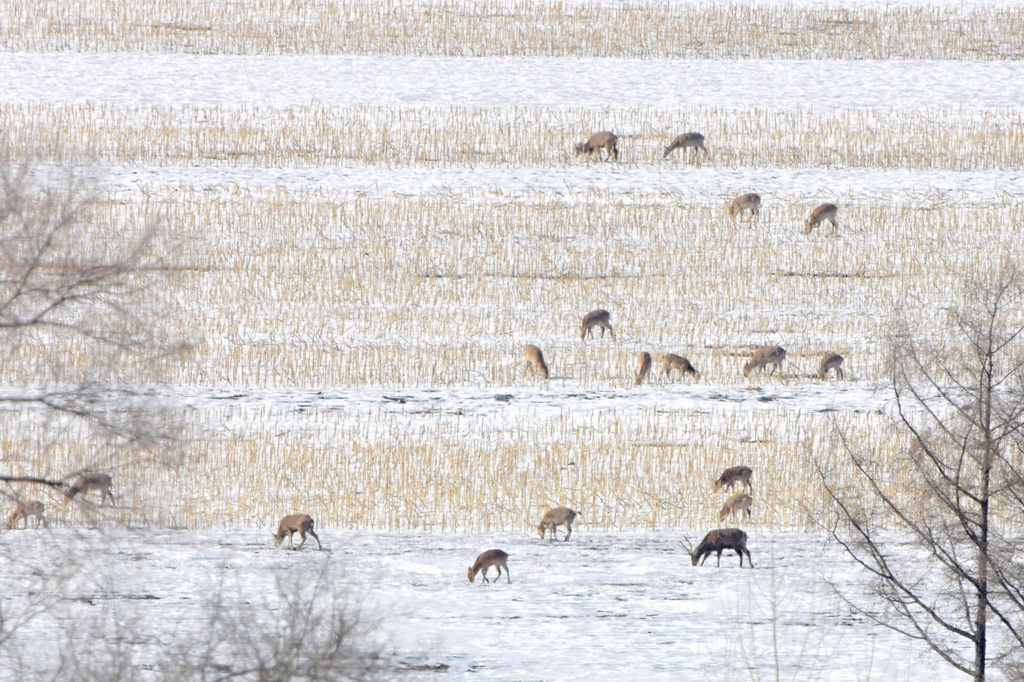3月18日，野生梅花鹿群在黑龍江仙洞山梅花鹿國家級自然保護區田間覓食。