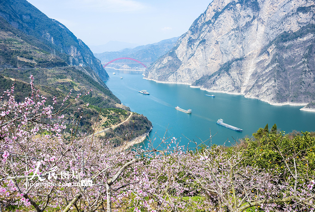 桃花盛開映三峽【3】