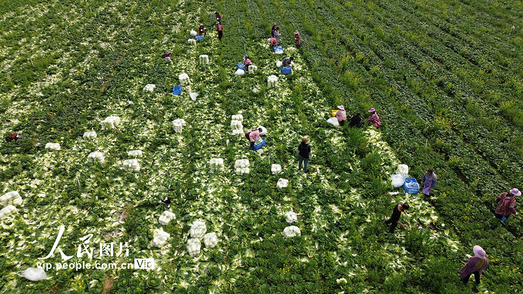 廣西昭平：春分時節農事忙