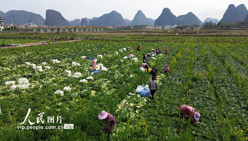 廣西昭平：春分時節農事忙【2】