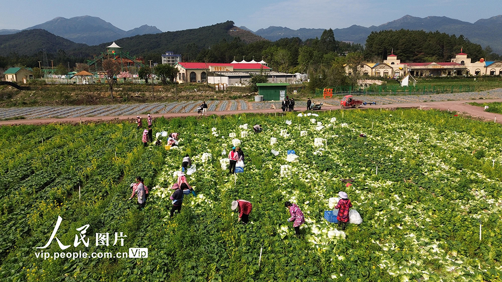 廣西昭平：春分時節農事忙【3】