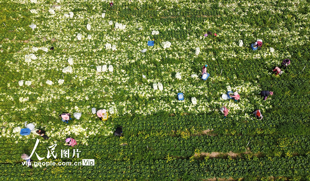 廣西昭平：春分時節農事忙【4】
