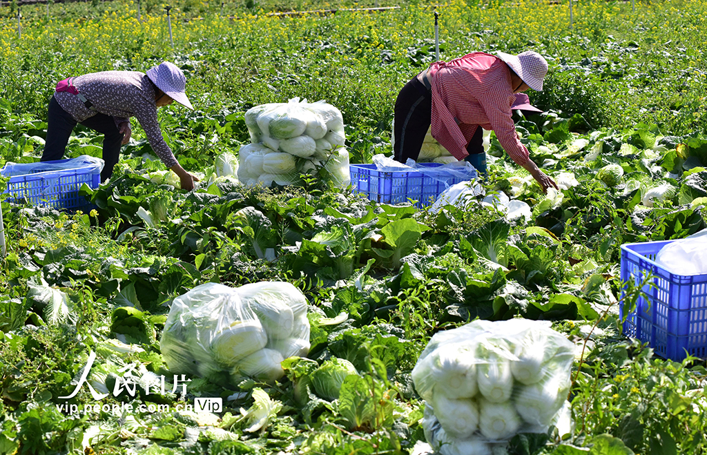 廣西昭平：春分時節農事忙【5】