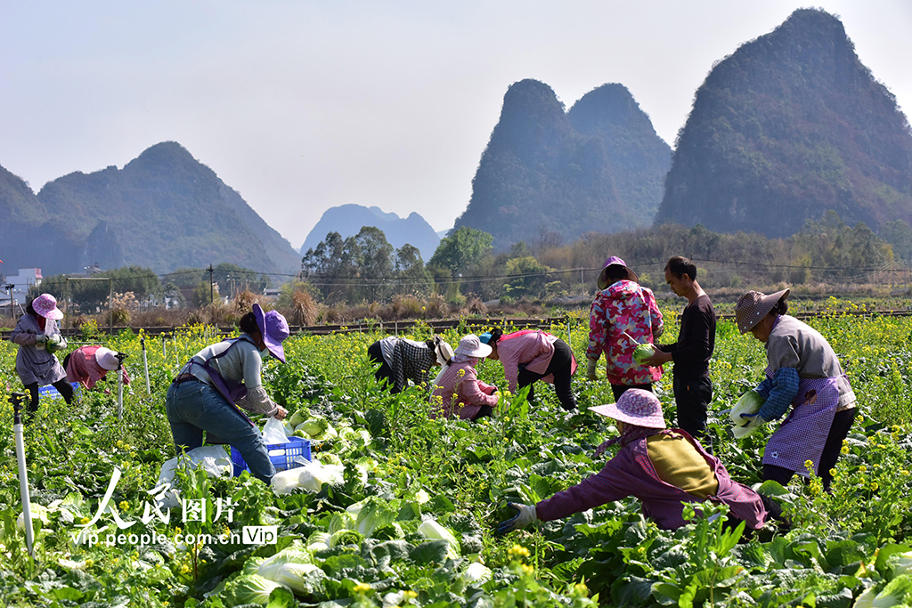 廣西昭平：春分時節農事忙【7】