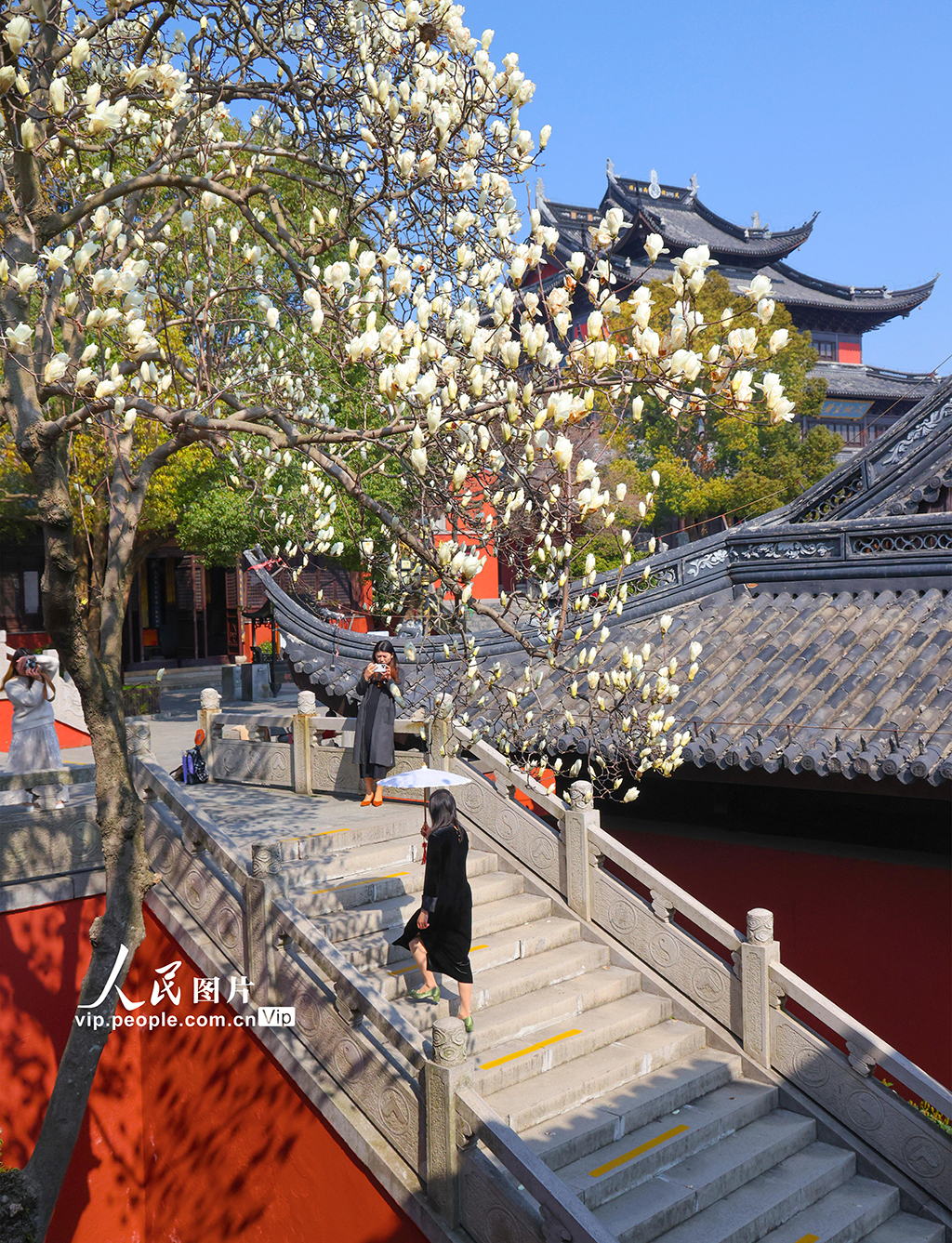 江蘇蘇州：白玉蘭盛開迎客來【5】