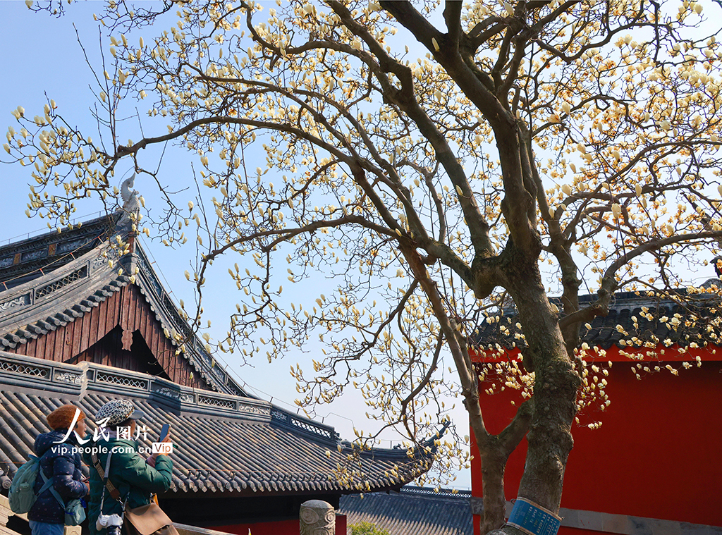 江蘇蘇州：白玉蘭盛開迎客來【4】