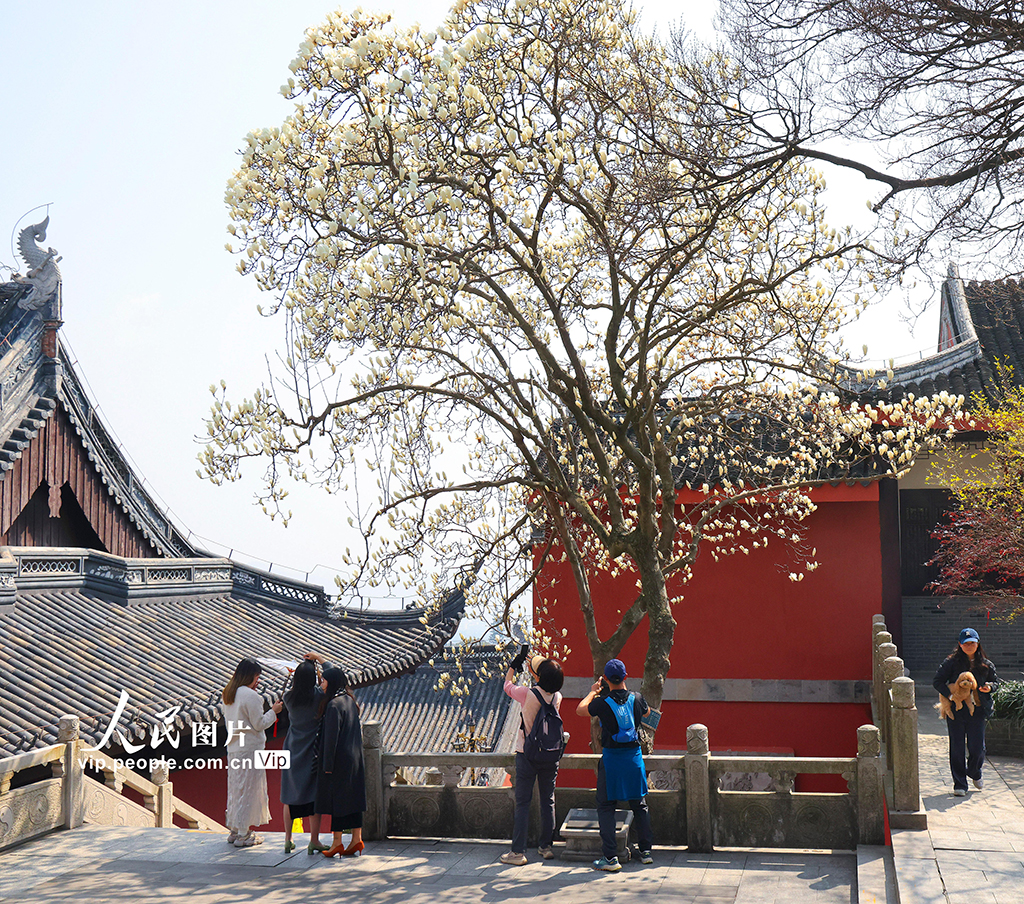 江蘇蘇州：白玉蘭盛開迎客來【2】