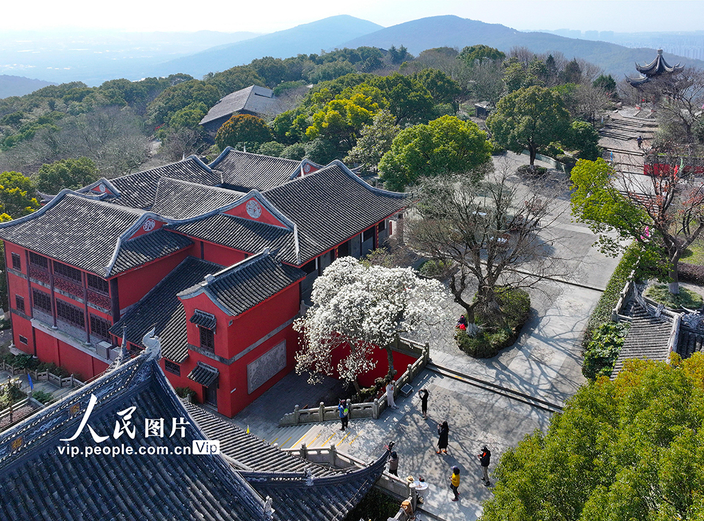 江蘇蘇州：白玉蘭盛開迎客來【3】