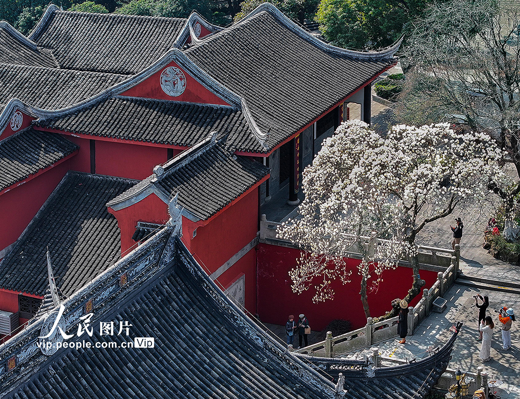 江蘇蘇州：白玉蘭盛開迎客來