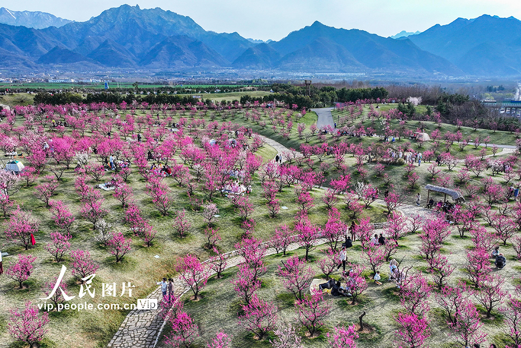 陜西西安：梅花綻放引客來【2】