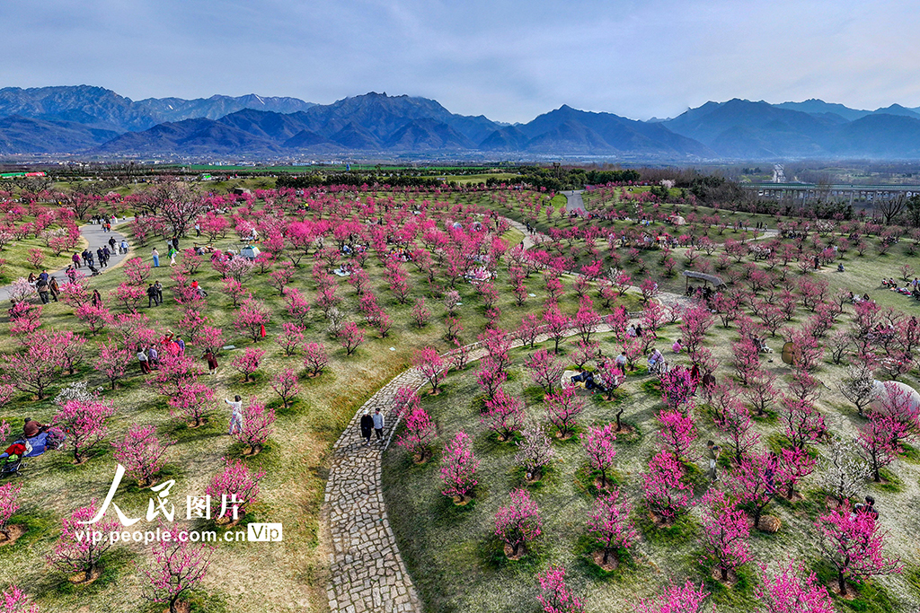 陜西西安：梅花綻放引客來【3】