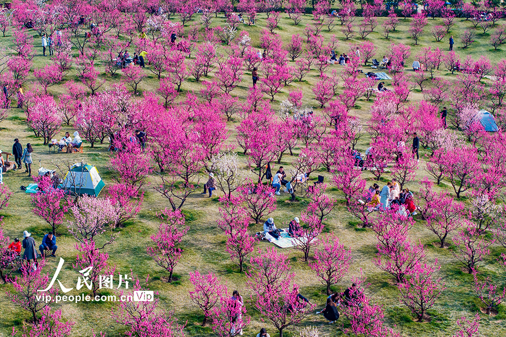 陜西西安：梅花綻放引客來【4】