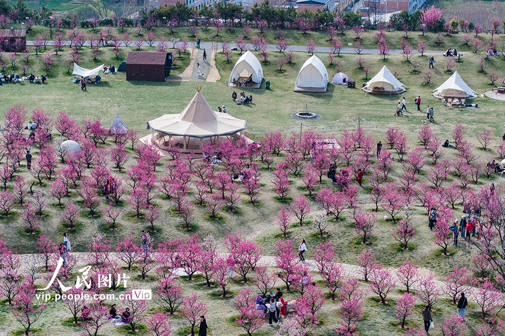 陜西西安：梅花綻放引客來【5】