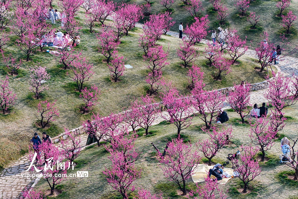 陜西西安：梅花綻放引客來