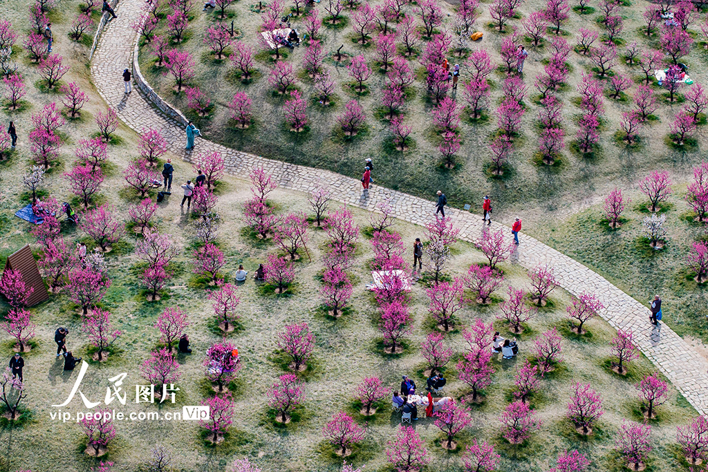 陜西西安：梅花綻放引客來【6】
