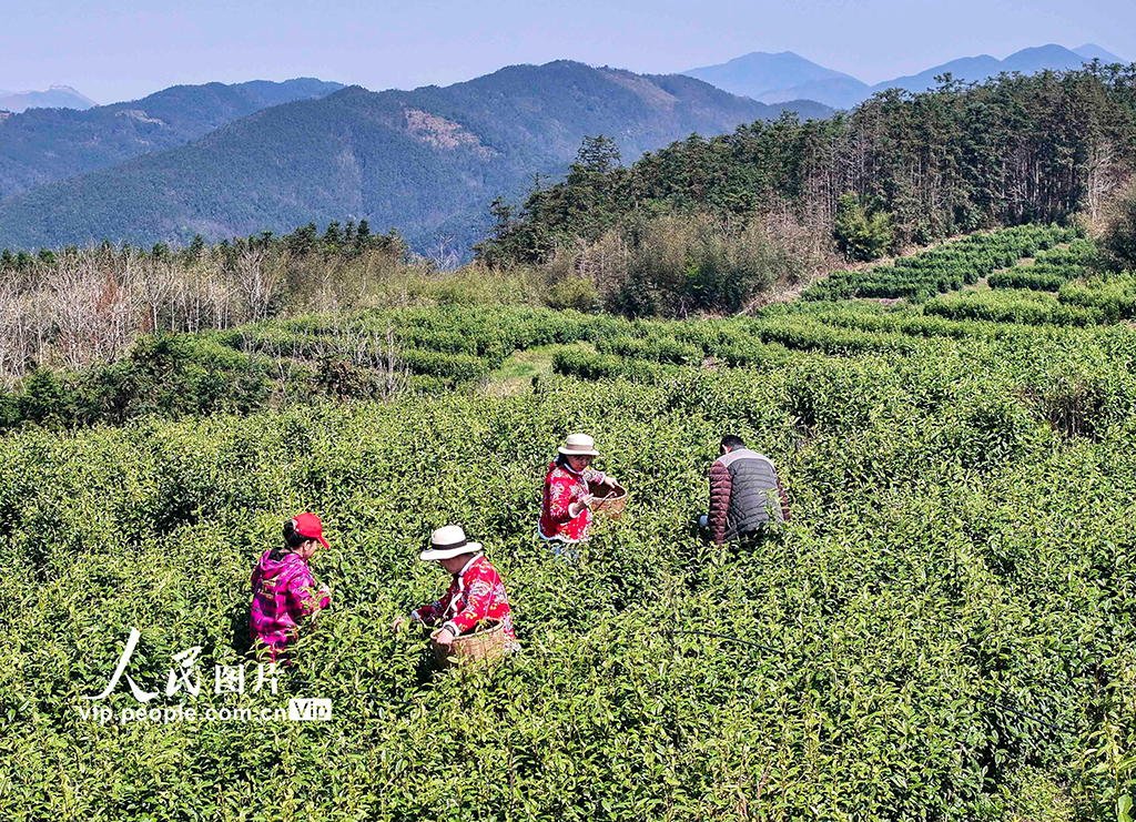湖南雙牌：茶旅融合促振興【2】