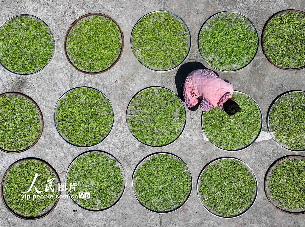 湖南雙牌：茶旅融合促振興