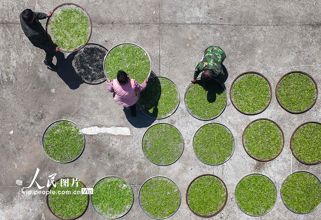 湖南雙牌：茶旅融合促振興【3】