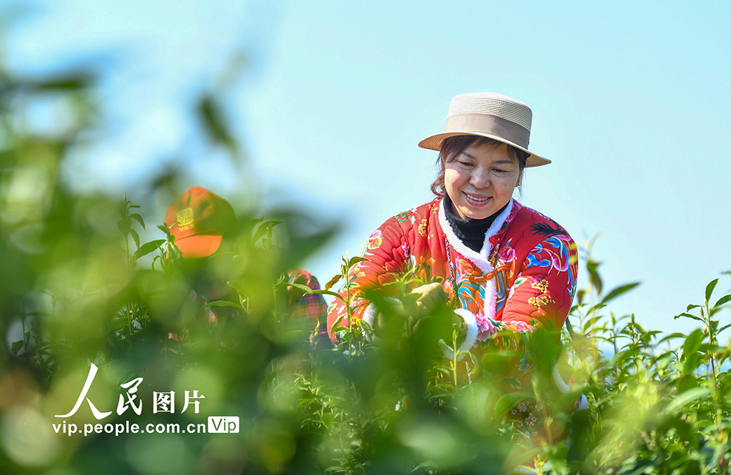 湖南雙牌：茶旅融合促振興【4】