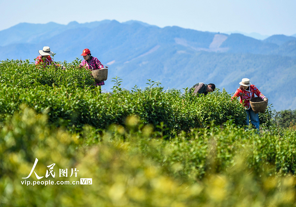 湖南雙牌：茶旅融合促振興【5】