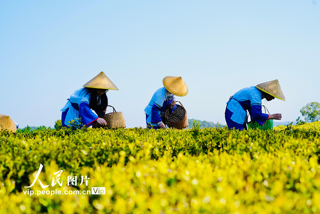 江西上高：春來采茶忙【3】