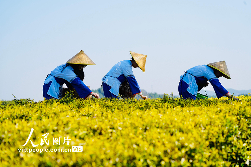 江西上高：春來采茶忙【5】