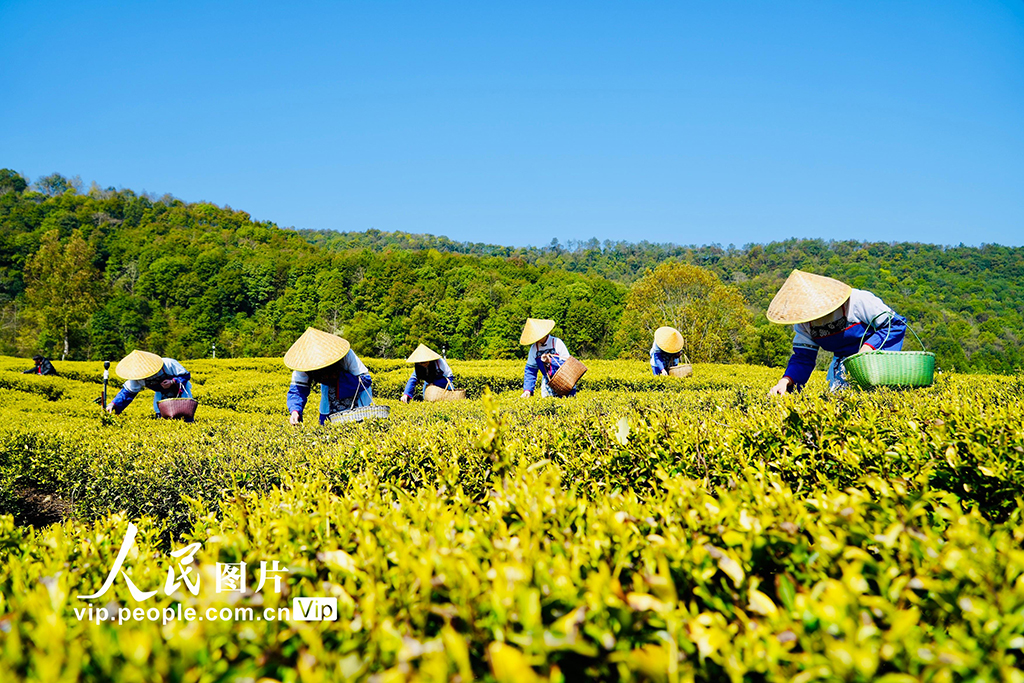 江西上高：春來采茶忙