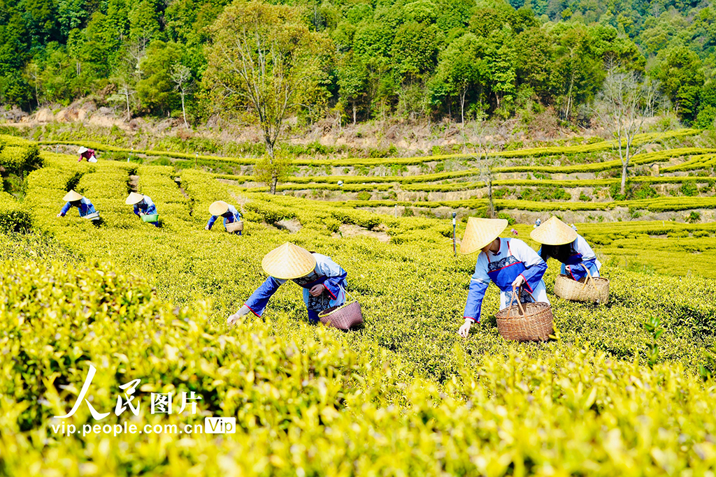江西上高：春來采茶忙【2】