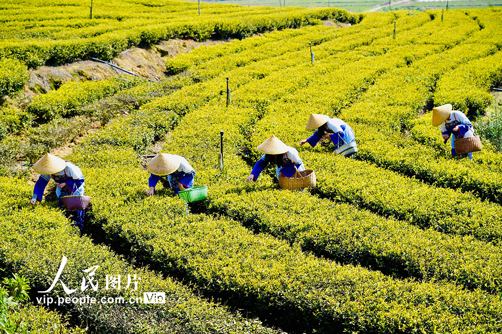 江西上高：春來采茶忙【4】