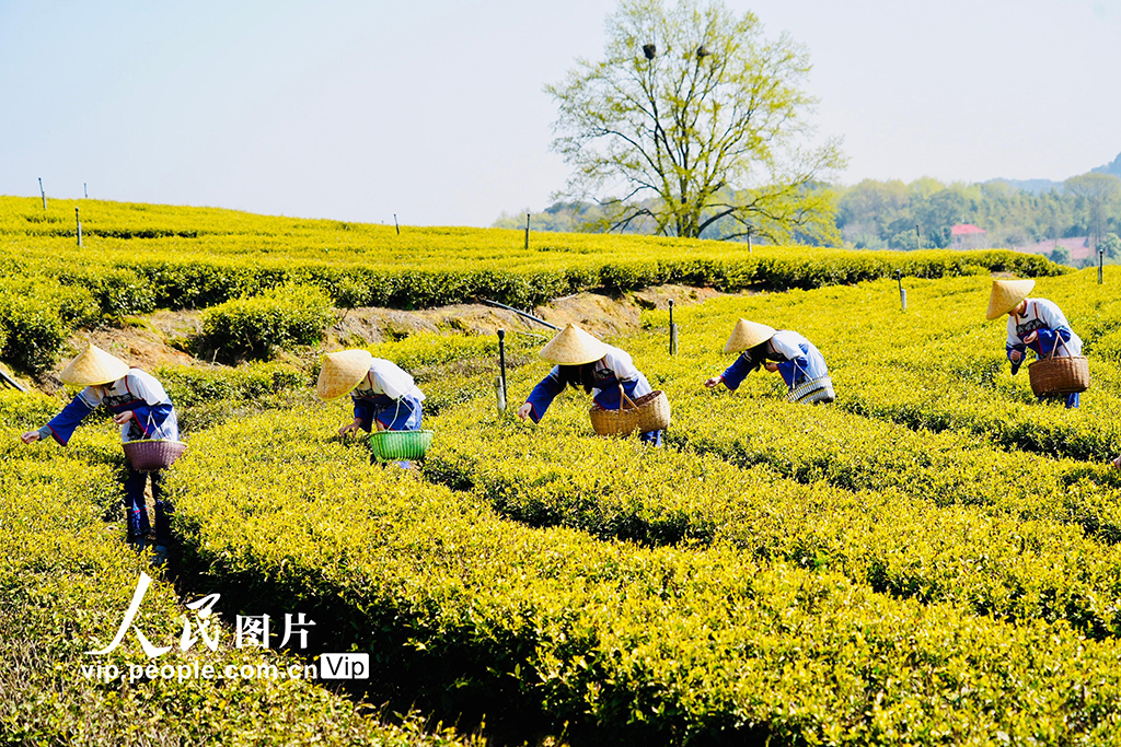 江西上高：春來采茶忙【6】