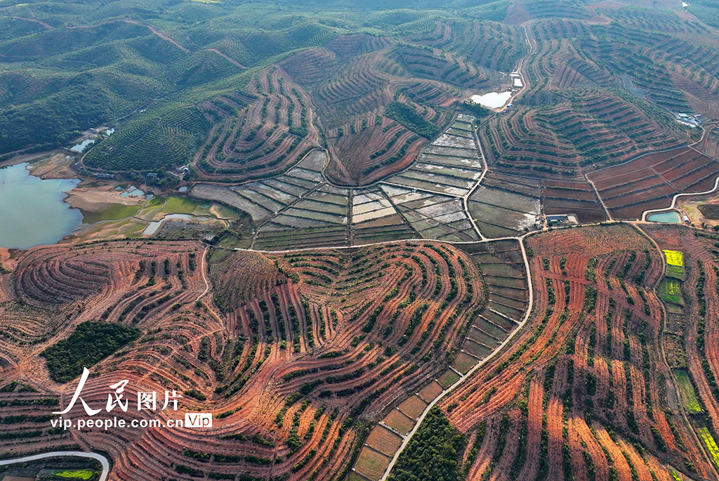 江西豐城：油茶產業助增收