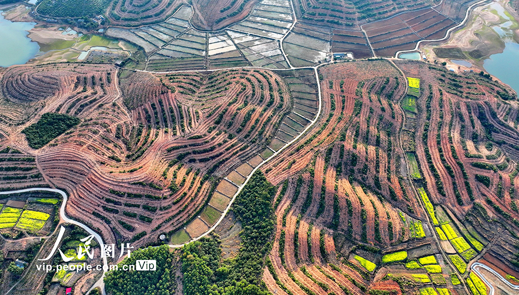 江西豐城：油茶產業助增收【2】