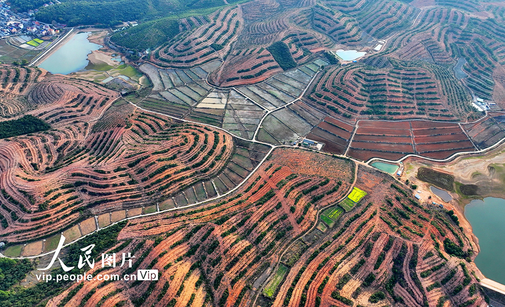 江西豐城：油茶產業助增收【4】